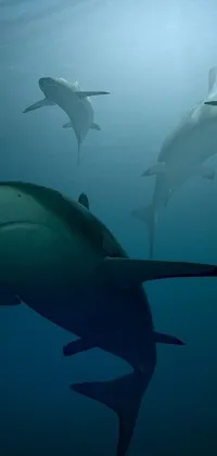 shark bite Live Wallpaper