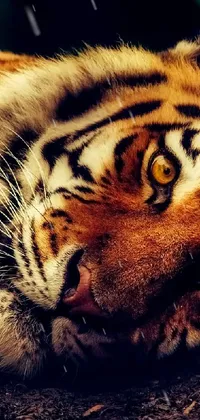 sad bangle tiger Live Wallpaper