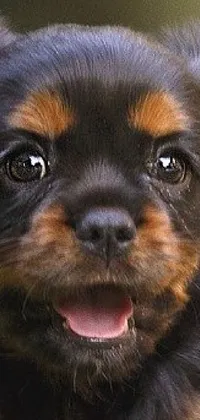 Dog Dog Breed Carnivore Live Wallpaper