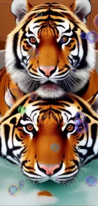 Tigers in Tub Live Wallpaper