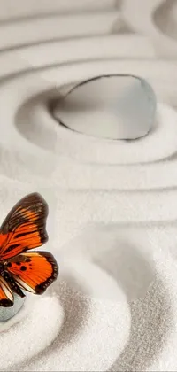 Pollinator Insect Liquid Live Wallpaper