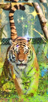 Head Bengal Tiger Siberian Tiger Live Wallpaper