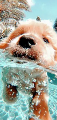 Water Dog Sky Live Wallpaper
