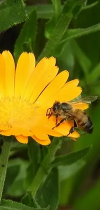 Flower Plant Insect Live Wallpaper