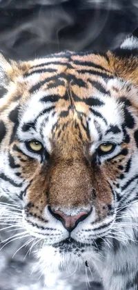 Siberian Tiger Tiger White Live Wallpaper