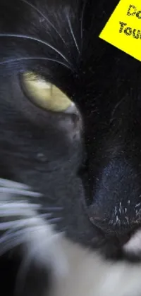 don't touch my cat Live Wallpaper