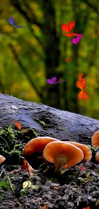 Forest with Snail Live Wallpaper