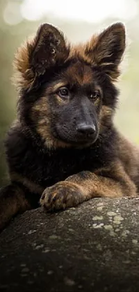 Dog Carnivore Dog Breed Live Wallpaper