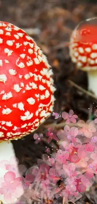 Flower mushroom Live Wallpaper