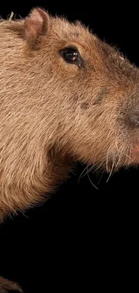 Head Jaw Whiskers Live Wallpaper