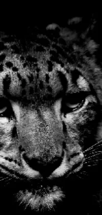 laion 🐾 Live Wallpaper