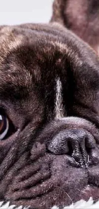 Dog Dog Breed Carnivore Live Wallpaper