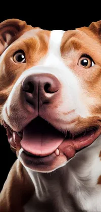 Nose Dog Dog Breed Live Wallpaper