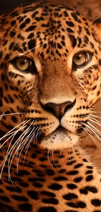 Leopard Cuteness Live Wallpaper