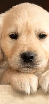 Dog Dog Breed Carnivore Live Wallpaper