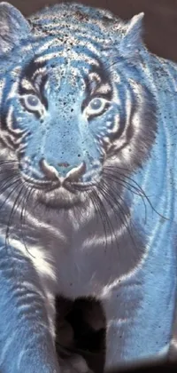 Tiger Bengal Tiger Siberian Tiger Live Wallpaper