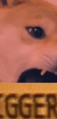 Dog Eyelash Carnivore Live Wallpaper