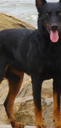 Dog Water Dog Breed Live Wallpaper