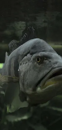 Grey Fin Fish Live Wallpaper