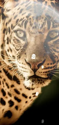 Fierce Lion Live Wallpaper