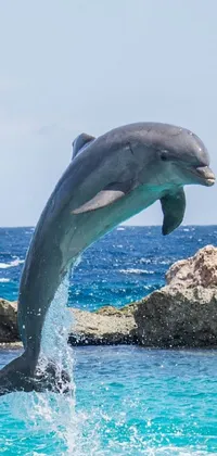 Cute Dolphin Live Wallpaper