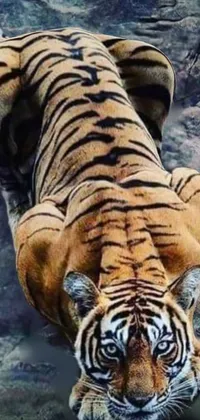 Tiger  Live Wallpaper