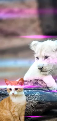 Cat and lion Live Wallpaper