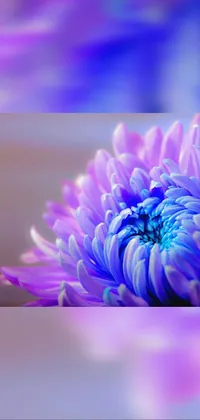 Plant Flower Purple Live Wallpaper