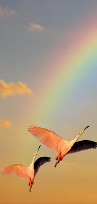 Rainbow Live Wallpaper