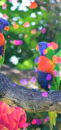 in love birds Live Wallpaper