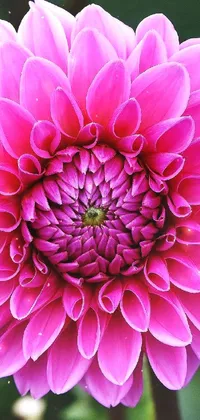 Flower Plant Petal Live Wallpaper