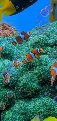 clown fish live wallpaper