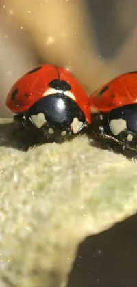 CUTE BUG Live Wallpaper