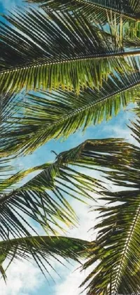 Relaxing under the Palm Tree. Live Wallpaper