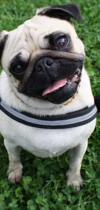 puppy  Live Wallpaper
