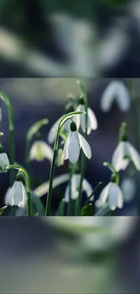 Flower Plant Galanthus Live Wallpaper - free download