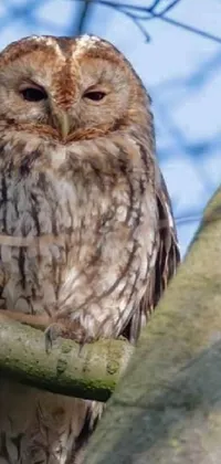 Owl. Live Wallpaper