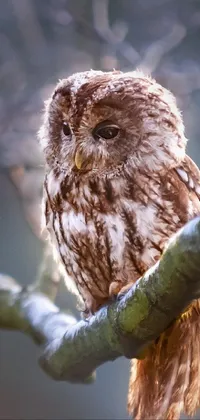 owls Live Wallpaper