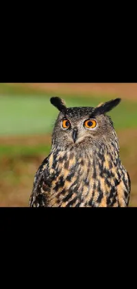 owl Live Wallpaper