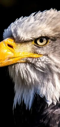 eagle Live Wallpaper