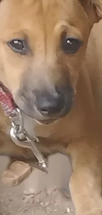 Dog Carnivore Working Animal Live Wallpaper
