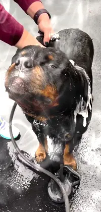 Dog Dog Breed Carnivore Live Wallpaper