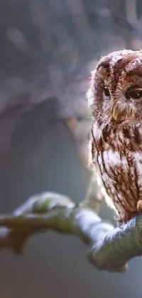 perched owl Live Wallpaper