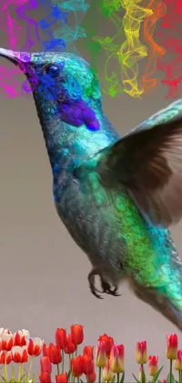 Hummingbird  Live Wallpaper