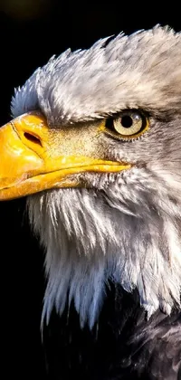 eagle's gaze Live Wallpaper