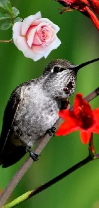 Hummingbird and flowers Live Wallpaper