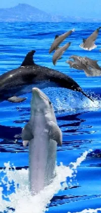 wonderful world of dolphins  Live Wallpaper
