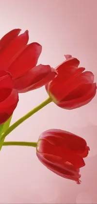 gy Live Wallpaper