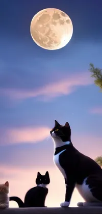 Sky Cat Photograph Live Wallpaper