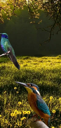 meadow and birds Live Wallpaper